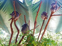 коалы храпят сладким сном на верхушках деревьев